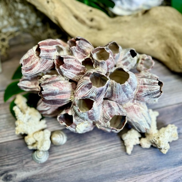 VTG  NATURAL Barnacles Cluster BEACH OCEAN AQUARIUM COASTAL SHELL NAUTICAL DECOR - Picture 6 of 17